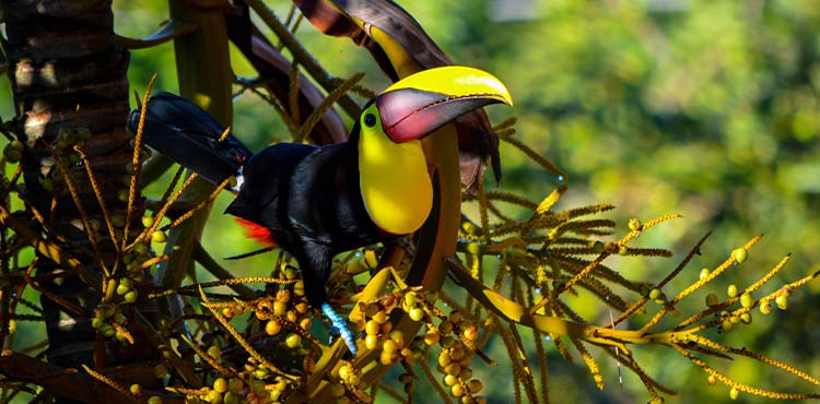 Bird Watching in Tarcoles