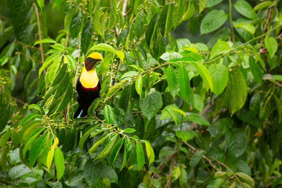 Aerial Tram and Butterfly Garden, Jaco Costa Rica