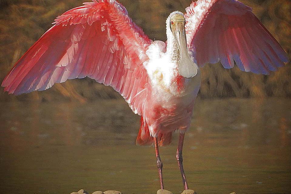 Bird Watching Tour, Things to Do in Jaco, Costa Rica