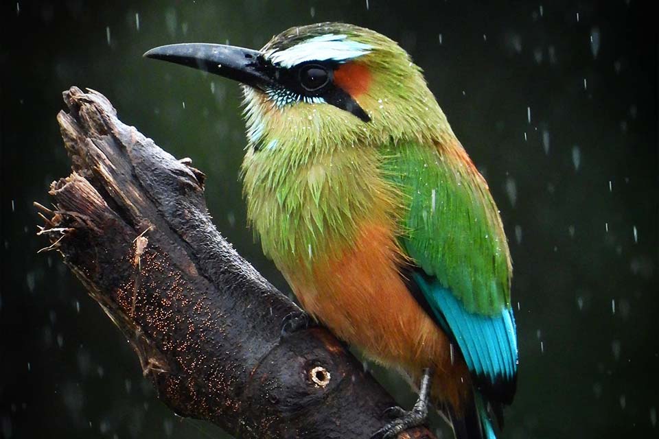 Bird Watching Tour, Things to Do in Jaco, Costa Rica