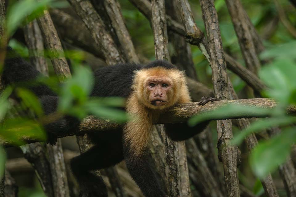 Monkey Tour, Things to do in Manuel Antonio, Costa Rica – Costa Rica Tours