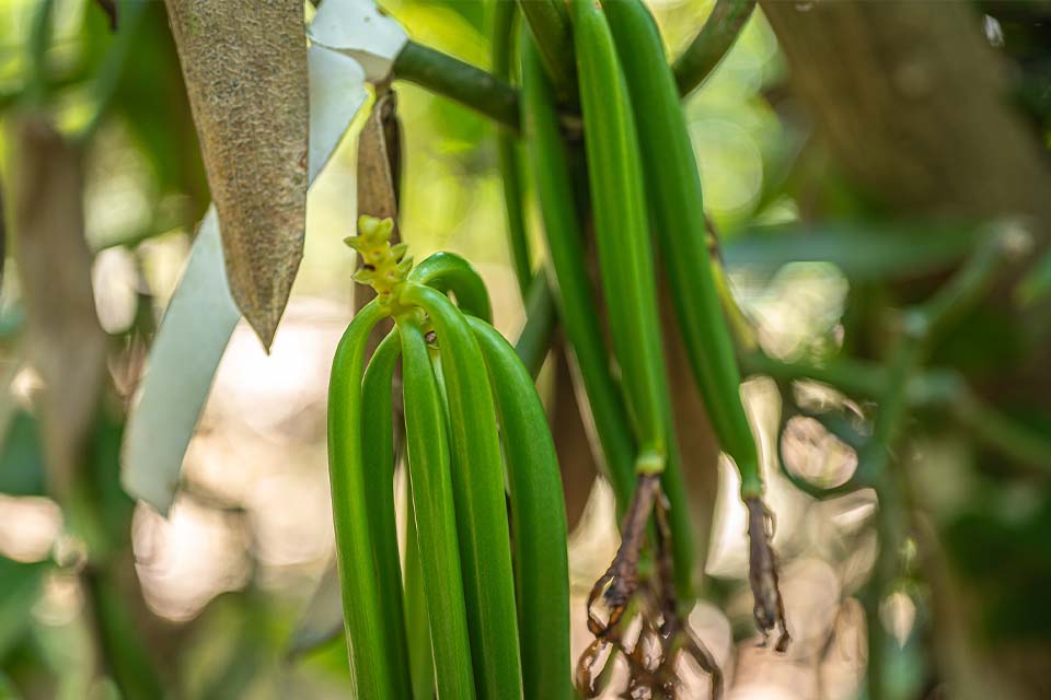 Vanilla Spice Tour, Things to Do in Manuel Antonio, Costa Rica – Costa Rica Tours