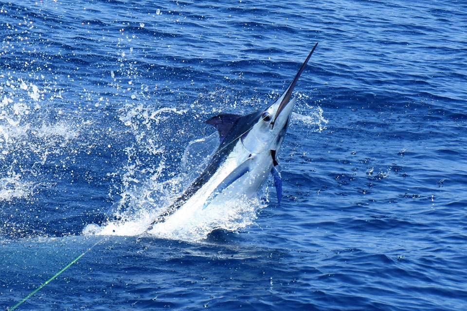 Bahia Aventuras 2 Fishing Charter, Uvita Costa Rica – Costa Rica Tours