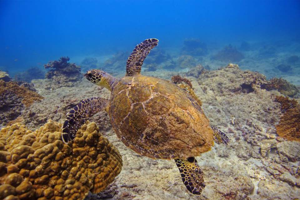 Snorkeling at Cano Island, Things to do in Uvita, Costa Rica