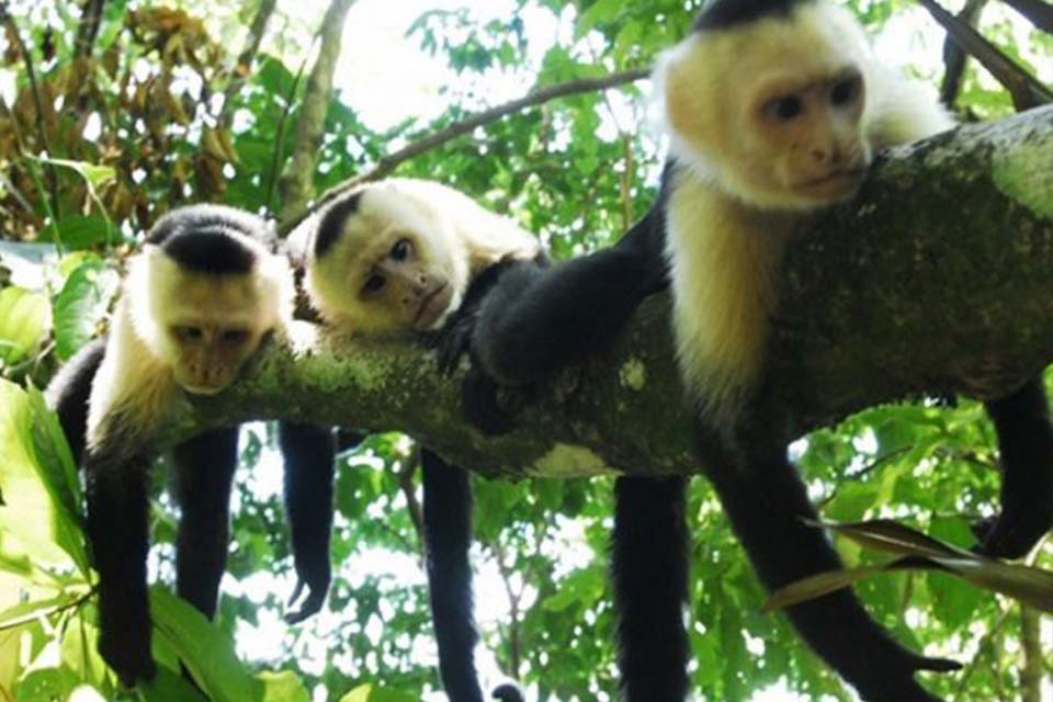 Palo Verde Boat Safari, Things to Do in Tamarindo, Costa Rica. – Costa Rica Tours