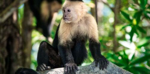 Monkey Tour Costa Rica, Tours in Jaco – Costa Rica Tours